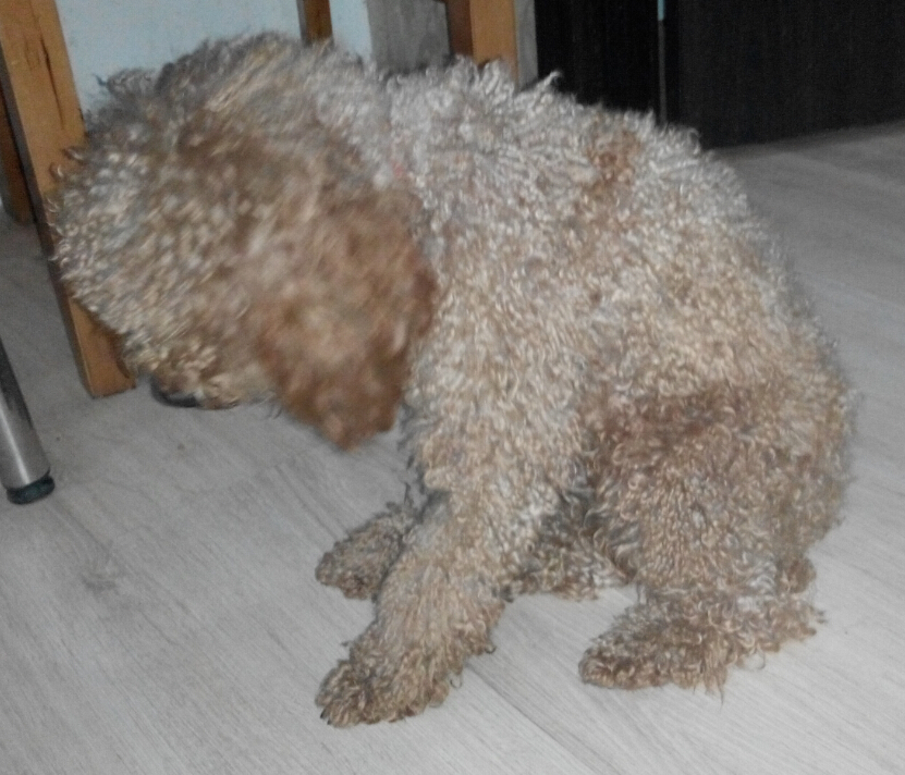 重癥犬瘟的患者--嘟嘟