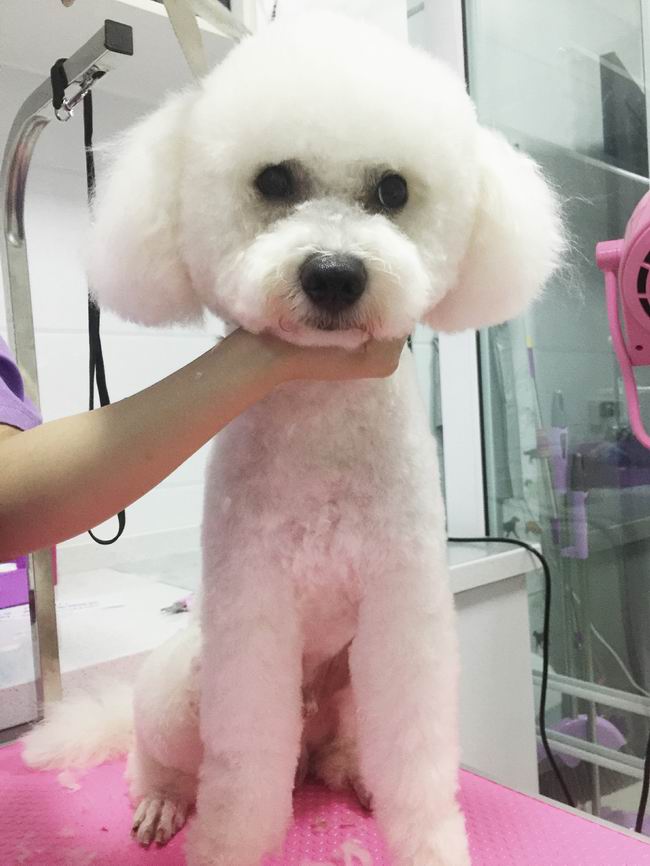 寵物美容