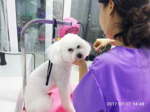 寵物美容