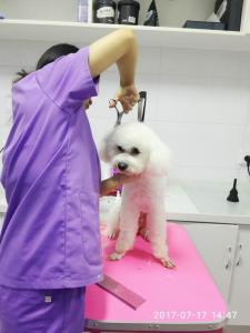 寵物美容