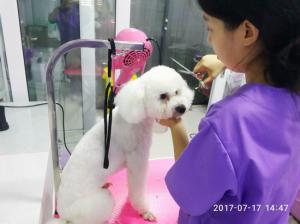 寵物美容